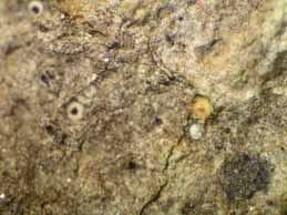 [Gyalecta truncigena]