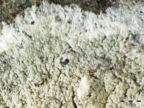 [Haematomma ochroleucum]