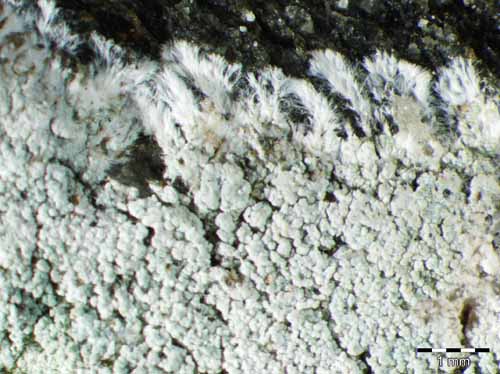 [Haematomma ochroleucum porphyrium]