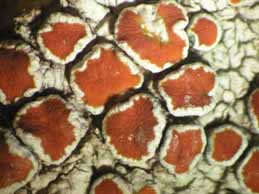 [Haematomma nemetzii]