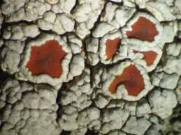 [Haematomma nemetzii]