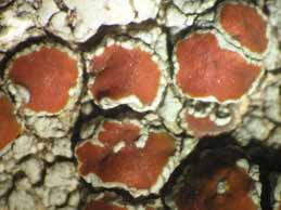 [Haematomma nemetzii]