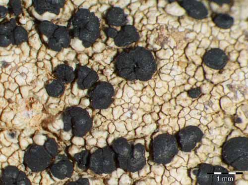 [Hafellia leptoclinoides]