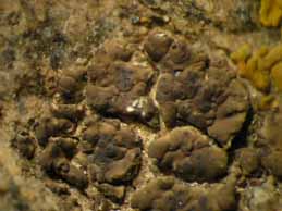 [Heteroplacidium divisum]