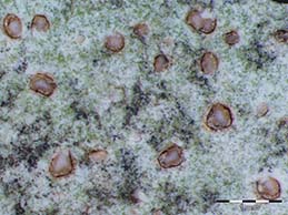 [Hymenelia prevostii]