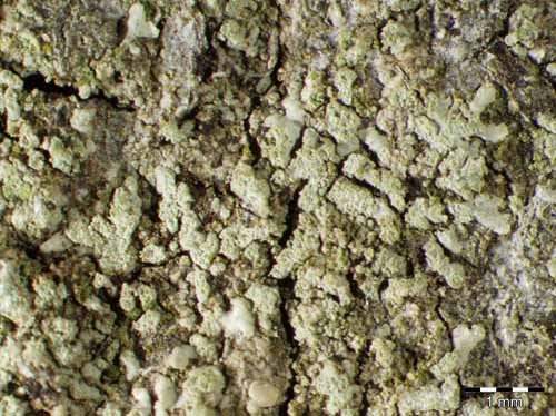 [Hyperphyscia adglutinata]