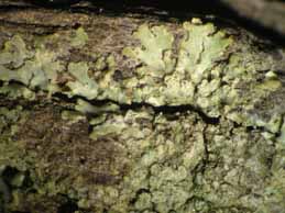 [Hyperphyscia adglutinata]