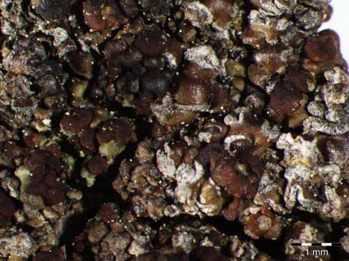 [Hypocenomyce anthracophila]