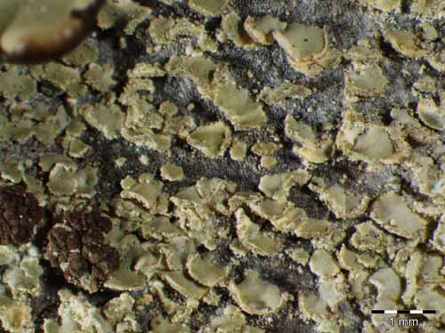 [Hypocenomyce scalaris]