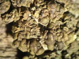 [Hypocenomyce anthracophila]