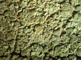 [Hypocenomyce anthracophila]