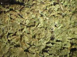 [Hypocenomyce scalaris]