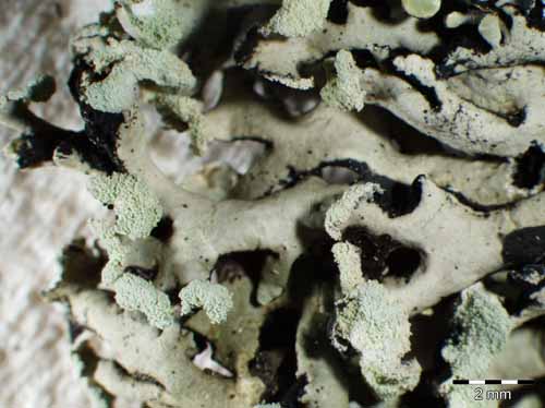 [Hypogymnia physodes]