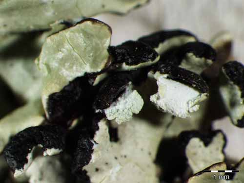 [Hypogymnia physodes]