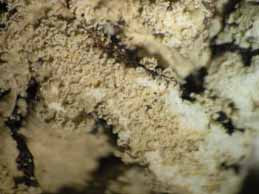 [Hypogymnia farinacea (Vosges)]