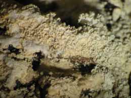 [Hypogymnia farinacea (Vosges)]