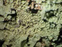 [Hypogymnia laminisorediata]