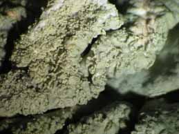 [Hypogymnia laminisorediata]