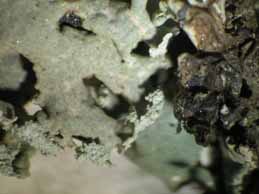 [Hypogymnia physodes]