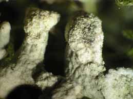 [Hypogymnia tubulosa]