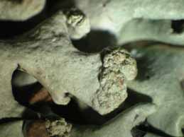 [Hypogymnia tubulosa]