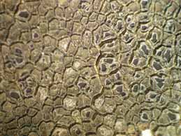 [Immersaria cupreoatra]