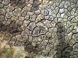 [Immersaria cupreoatra]