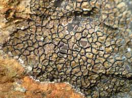 [Immersaria cupreoatra]