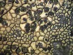 [Immersaria athroocarpa]