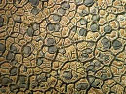 [Immersaria athroocarpa]