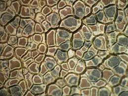 [Immersaria athroocarpa]