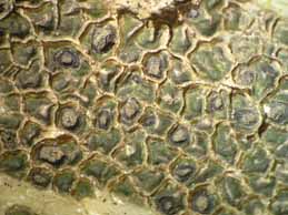 [Ingvariella bispora]