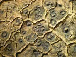 [Ingvariella bispora]