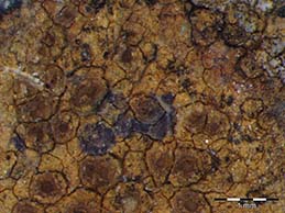 [Ionaspis lacustris]