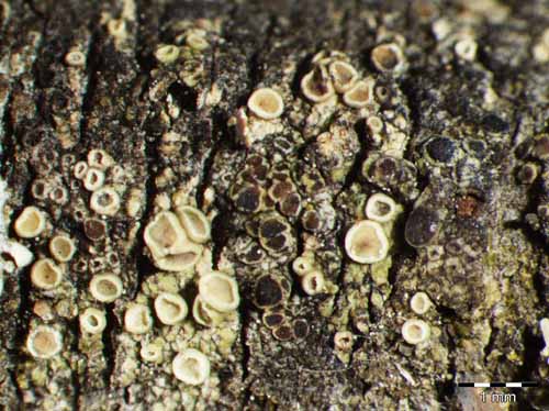 [Lecania cyrtellina]