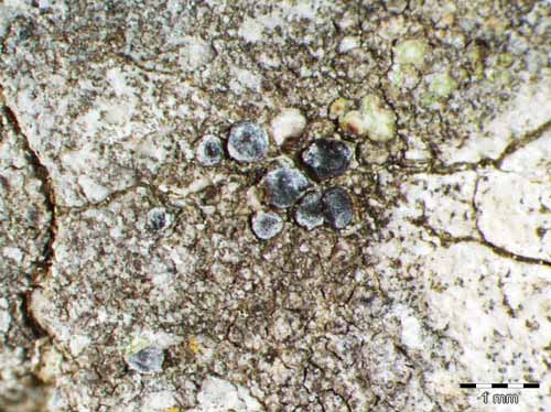 [Lecania rabenhorstii]