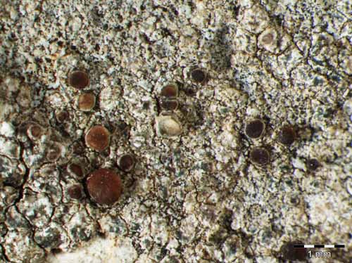 [Lecania sylvestris]