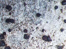 [Lecania sylvestris umbratica]