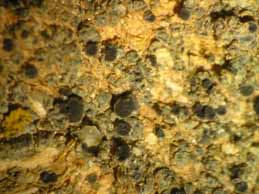 [Lecania atrynoides]