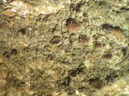 [Lecania atrynoides]