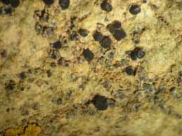 [Lecania atrynoides]