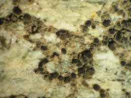 [Lecania atrynoides]