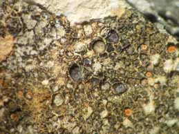 [Lecania turicensis]