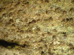 [Lecania turicensis]