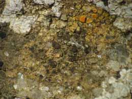 [Lecania rabenhorstii]