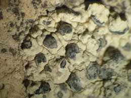 [Lecanographa grummulosa]