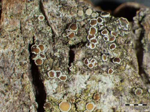 [Lecanora cf. agardhiana]