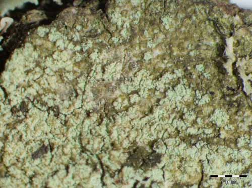 [Lecanora compallens]