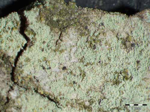 [Lecanora compallens]