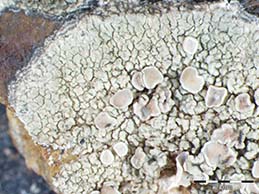 [Lecanora eminens]